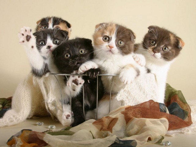 Коты и Кошки