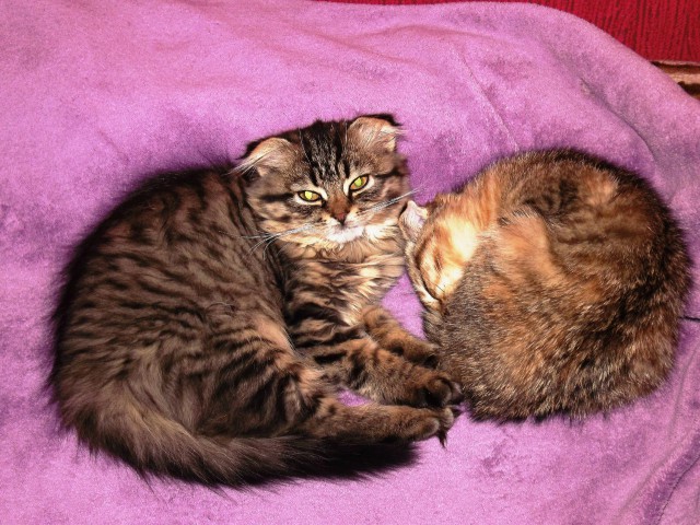 Коты и Кошки