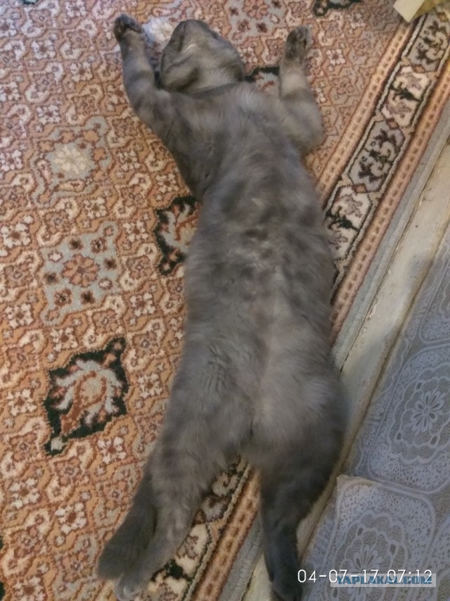 Котовторник 18.07.2017