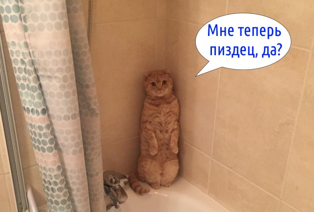 Я не умею рисовать котов? Да ладно...