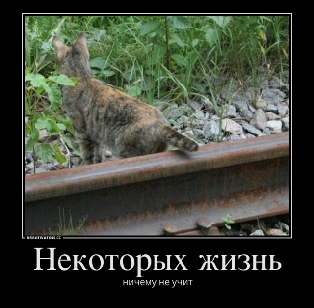 Близкий контакт кота с электричеством