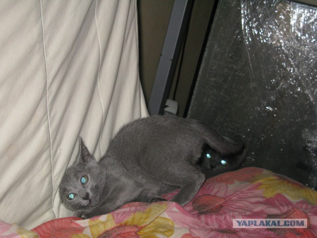 Когда я был котёнком: коты воссоздают свои детские фото