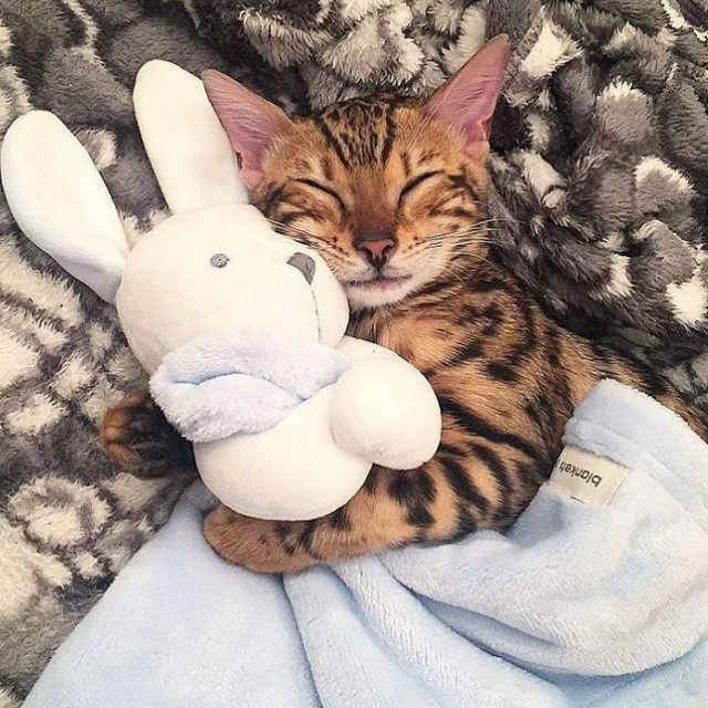 Коты и Кошки