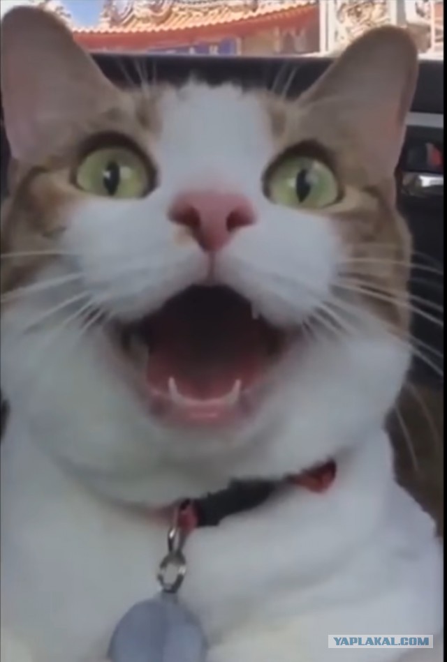 Надо же! Всю жизнь кормлю кота неправильно.