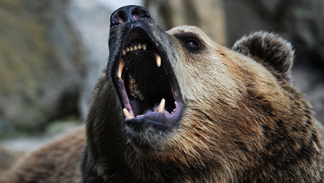 Медведь украл у охотников два ружья и скрылся