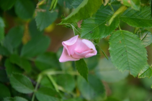 Просто Природа