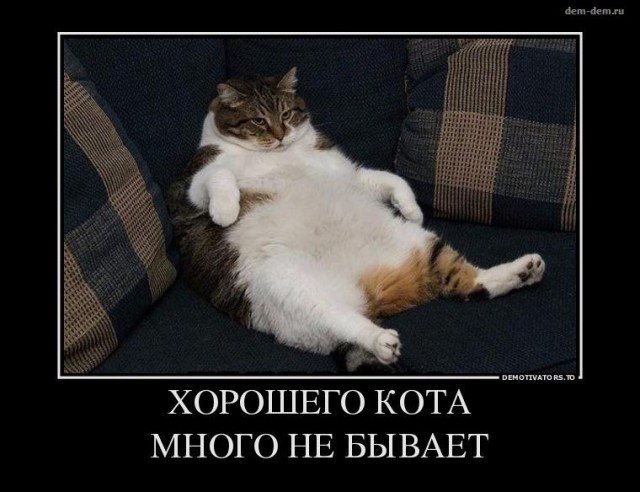 Тридцать причин обменять жену на котейку.