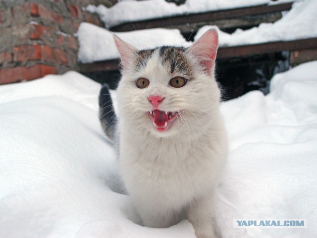 Котовторник 30.01.2018