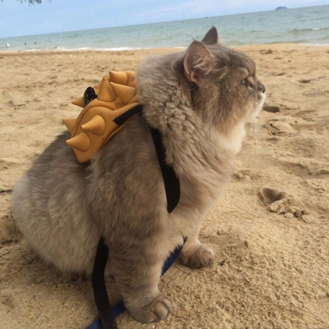 Прикольных котов пост