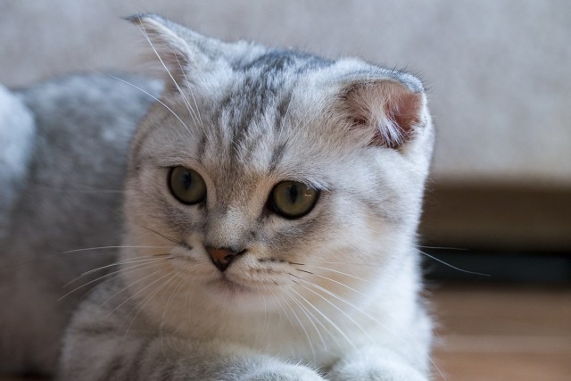 С Днем кошки!