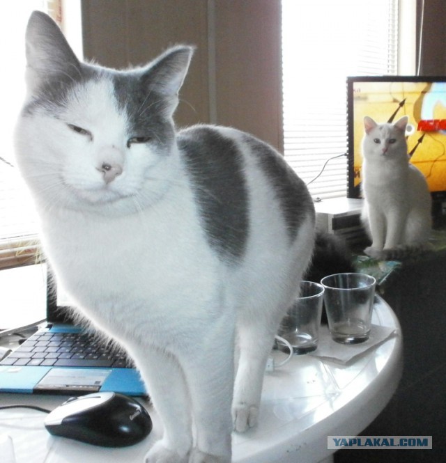Котовторник 13.03.2018