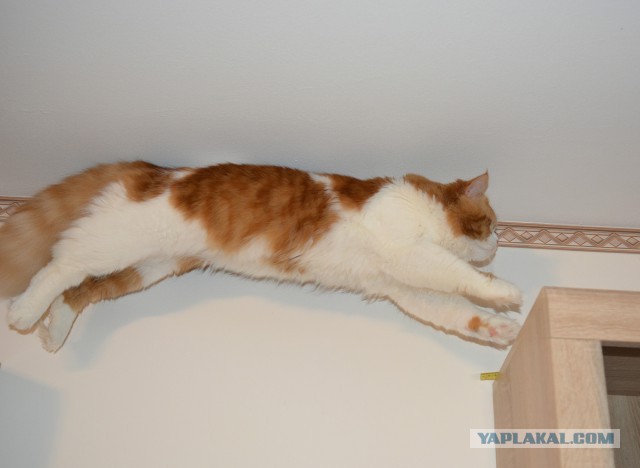 Котовторник 27.03.2018