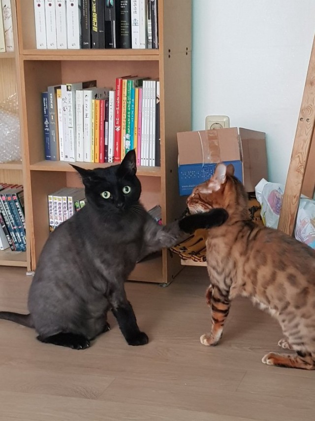 Прикольных котов пост