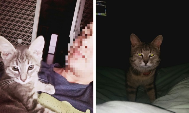 Снимки, которые наглядно демонстрируют, как маленькие милашки становятся "пушистыми мордами"