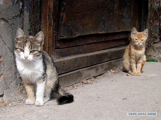 Уррааа! Котомет на ЯПлакалъ.