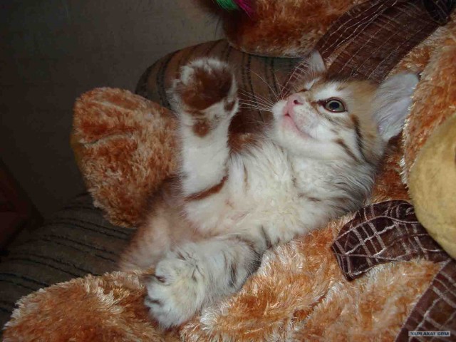 Котовторник на вторник! (30.09.2008)