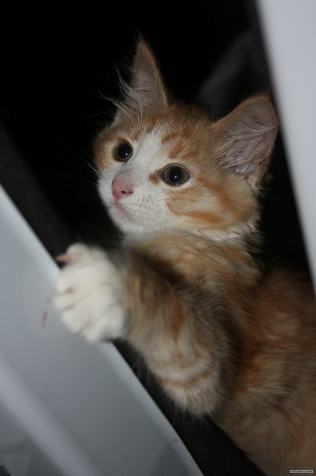 Котовторник (02.06.2009)