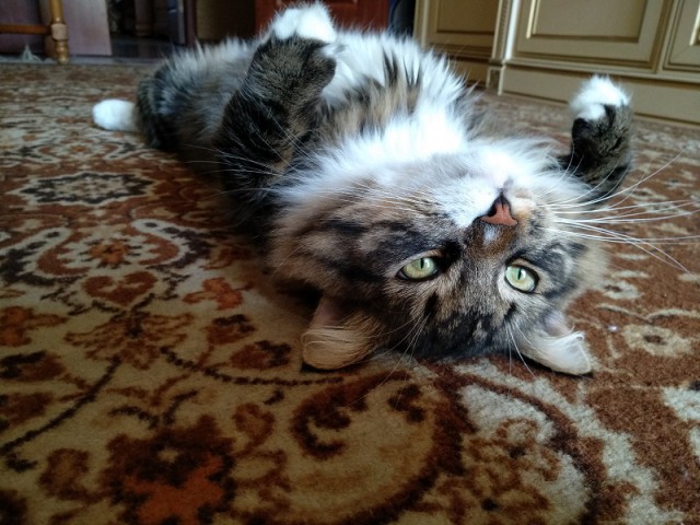 Котовторник 11.09.18.