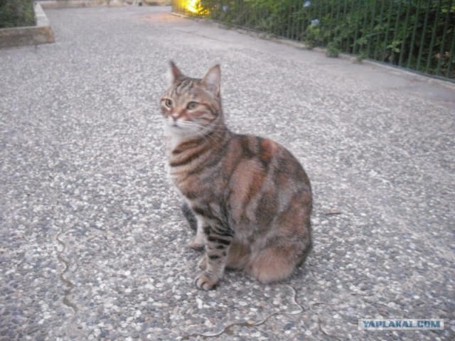 Котовторник начался