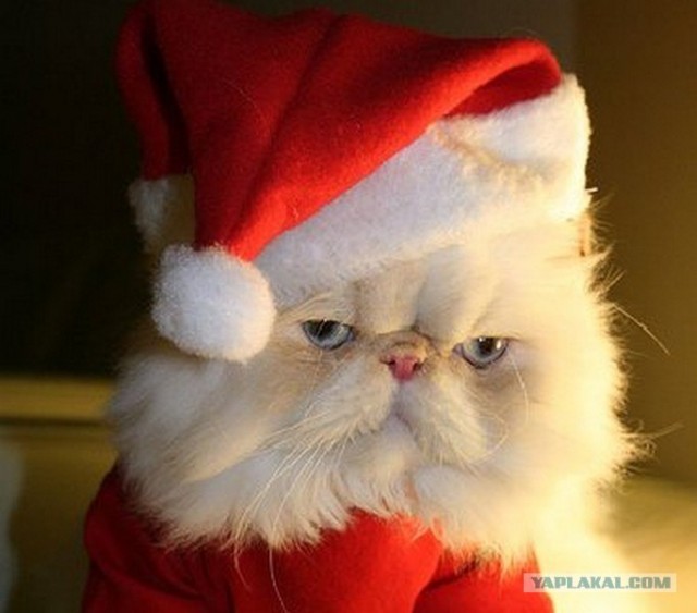 Котовторник объявляется открытым!