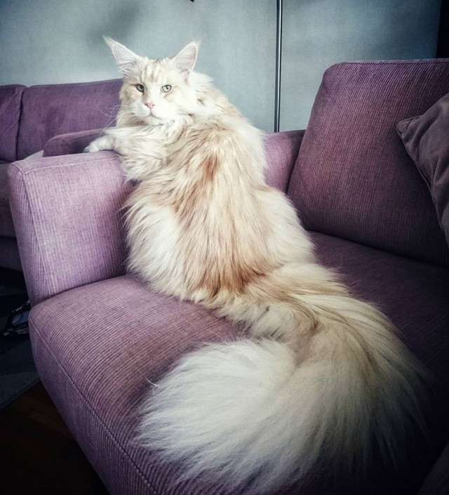 Прикольных котов пост