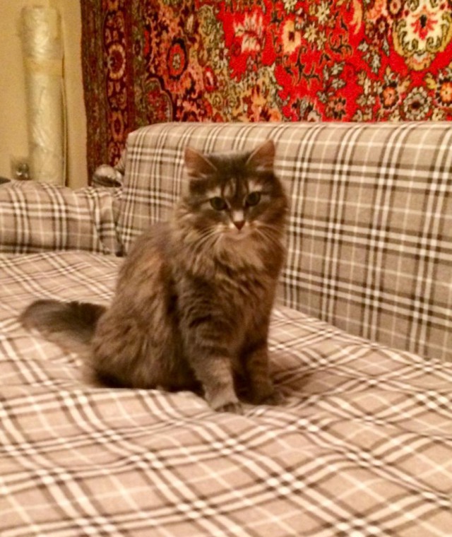 Котовторник 13-11-2018
