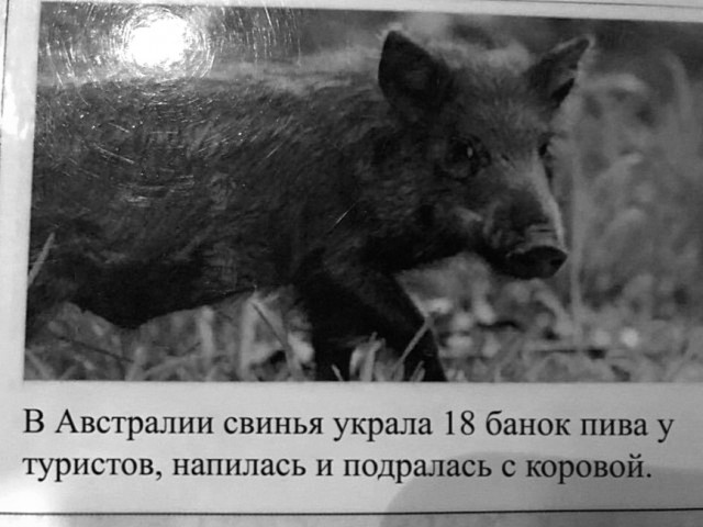 Как я бухаю в Австралии