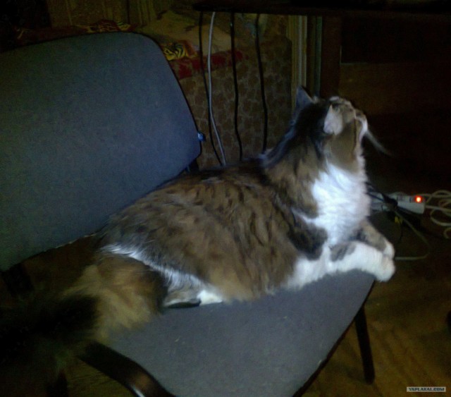 Котовторник (31.01.2012)