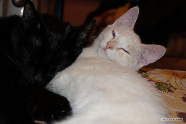 Котовторник (07.02.2012)