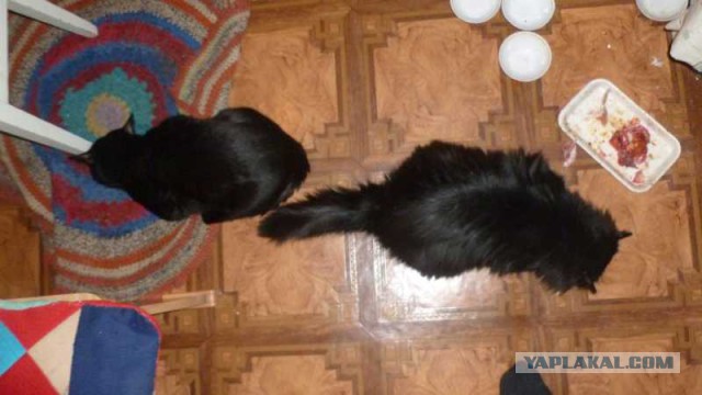Коты и кошки, которые идеально смотрятся вместе