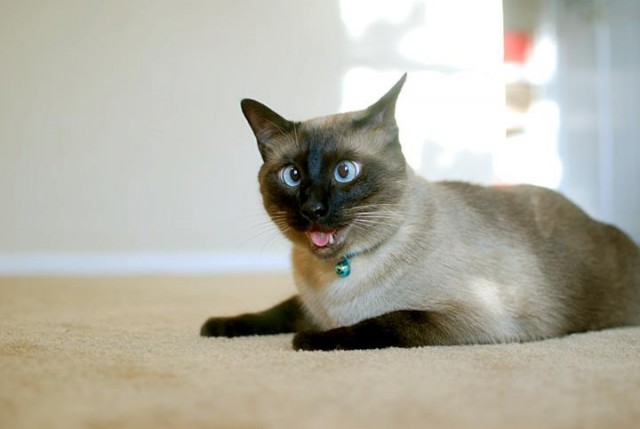 Котовторник 27.03.2012