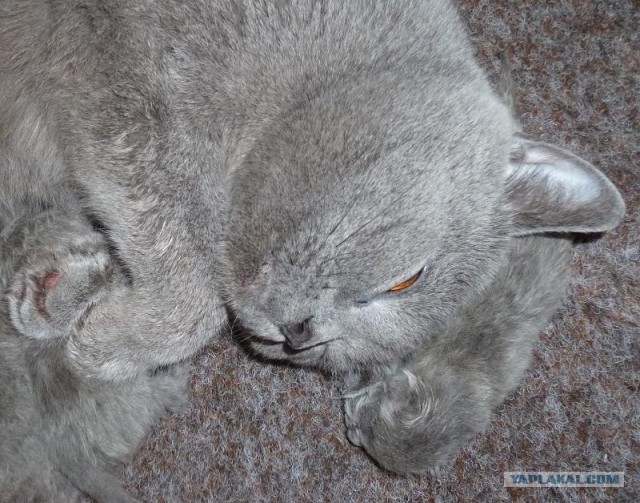 Котовторник 8 мая 2012