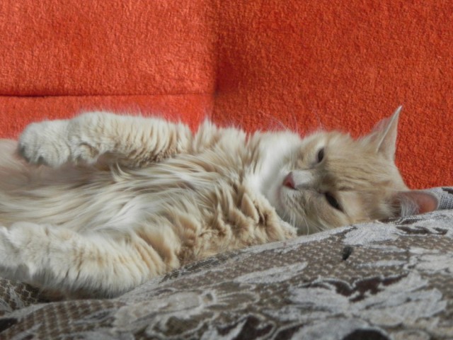 Котовторник 29.05.2012