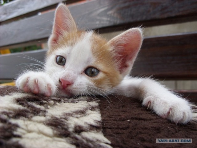 Котовторник  14.08.2012.