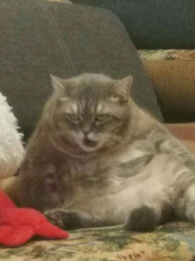 Немного милоты