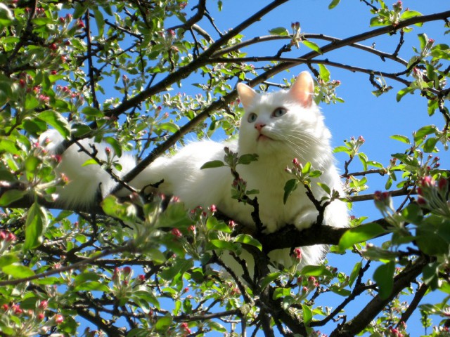 Котовторник! начнем? 04.06.19