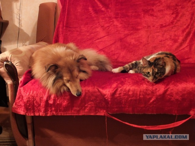 Уже не котовторник, но еще и не собакочетверг