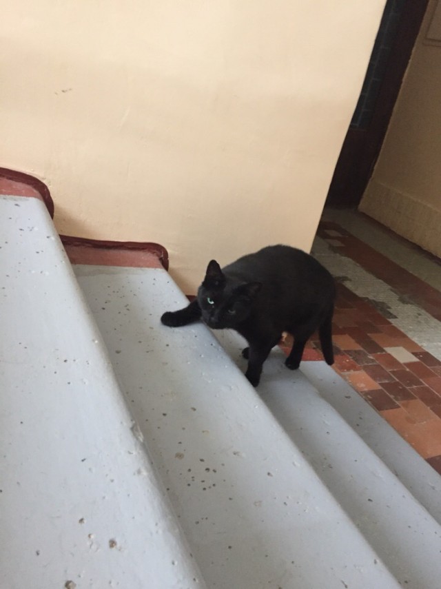 Живность из сети