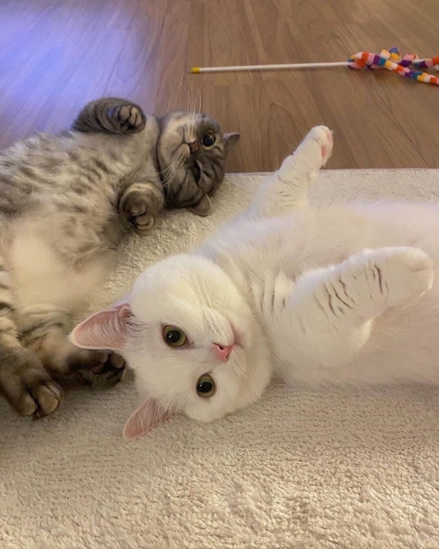 Коты из сети