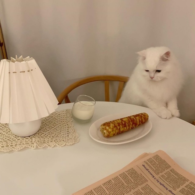 Коты из сети