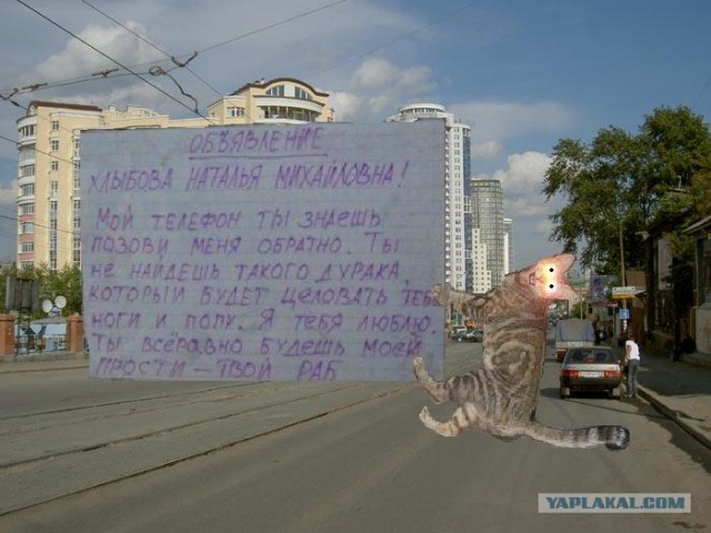 Фотожаба: Кот отакует!