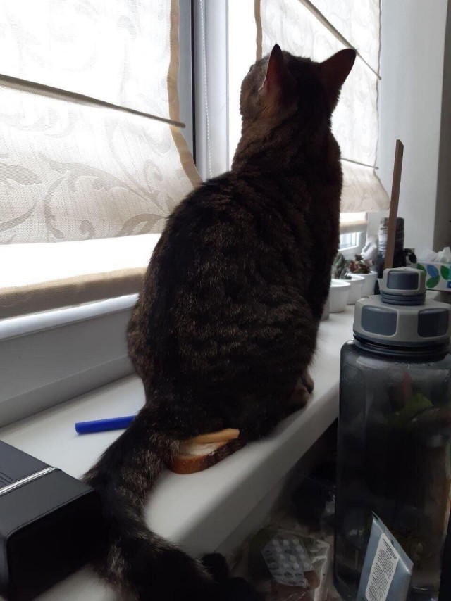 Глазки отдохните: подборка живности всякой