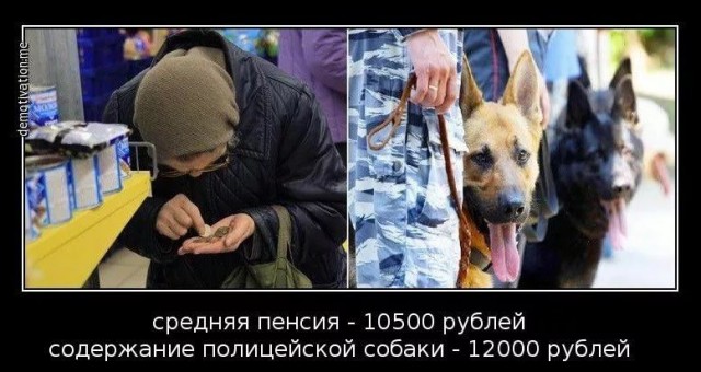 Москвичи кормят своих животных лучше, чем питаются пенсионеры в провинции: Реакция женщины на рацион леонбергера Мони