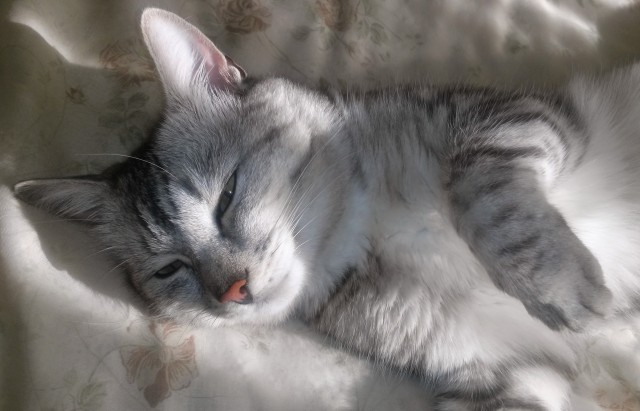 Котовторник. Наша собственная банда