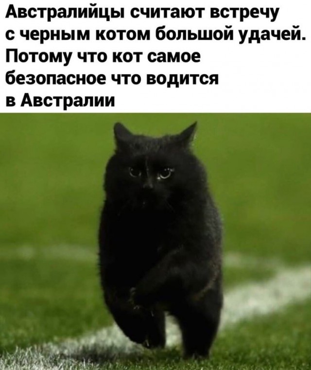 Дерево, случайно обнаруженное в 1994 году и поставившее ученых тупик