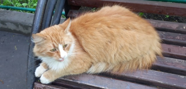 Котовторник же очередной