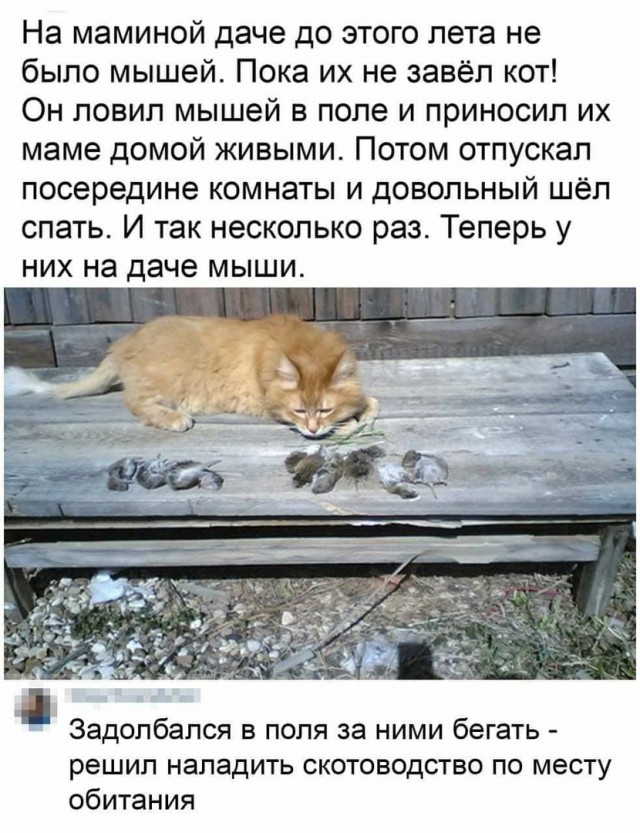 Картинки и мемы для настроения 16.06.2021