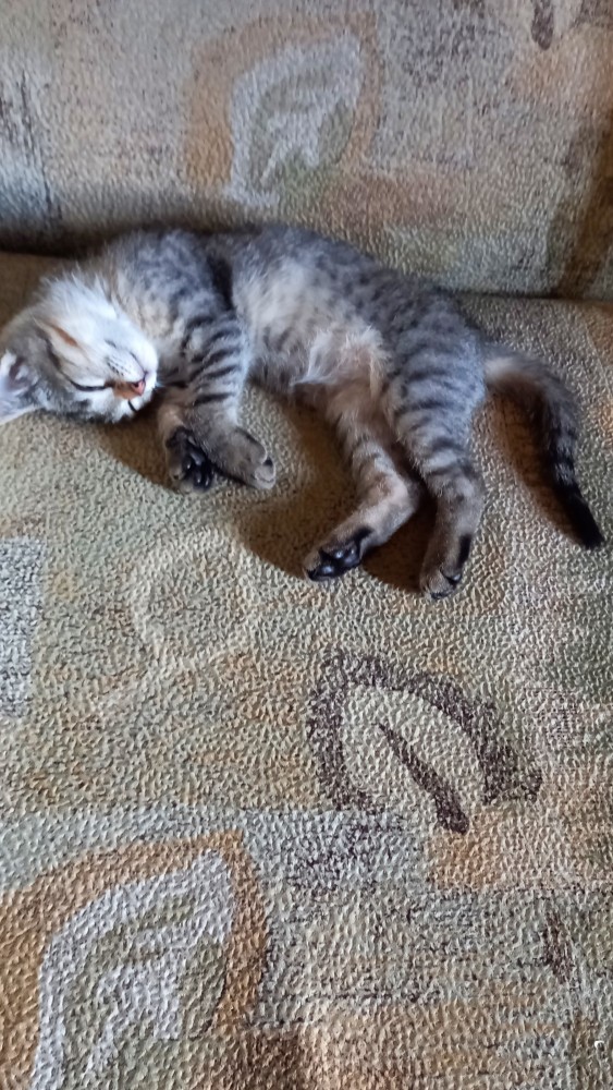 Кот Василий