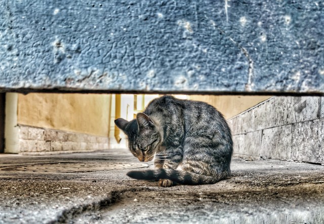 Мои личные котейки к котовторнику!