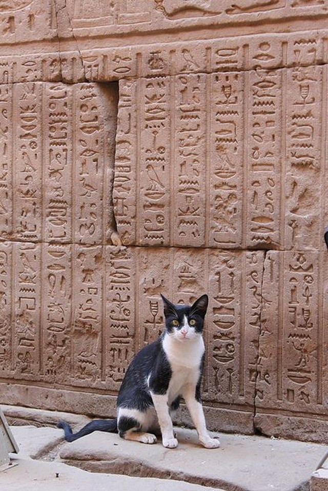 Разные котики